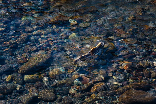 Preview: Chinook salmon spawning in the lower Elwha River, Port Angeles.