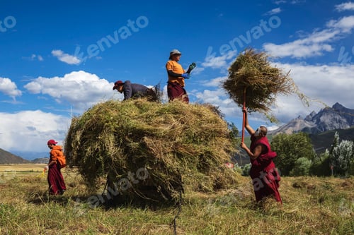 Preview: Tibetan Monks from Dajin Monastery working in the fields, harvesting soy beans.