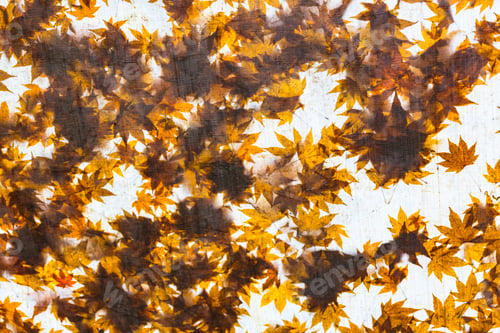 Preview: View of sunlit autumn leaves on a tree branch.