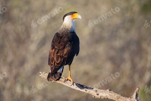 Preview: Portrait of a Juvenile Crested Caracara