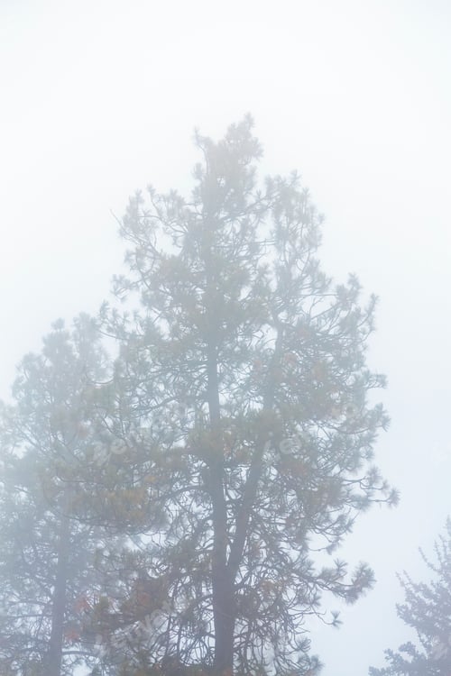Preview: Fog through trees, a misty outline of a pine tree.
