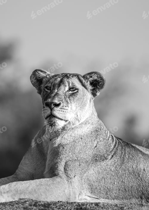 Preview: Lion, Panthera leo, female portrait close-up, in black and white.