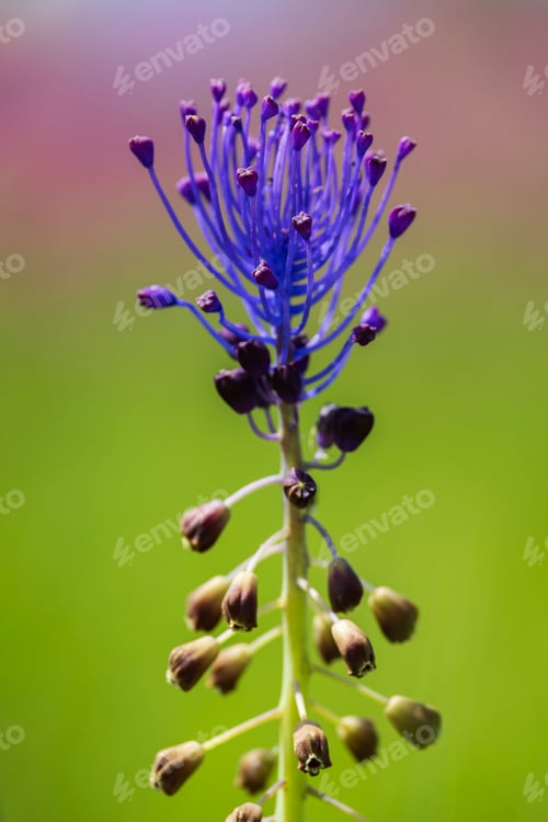 Preview: Tassel Hyacinth known as Muscari comosum, a spring flowering bulb, vivid blue.