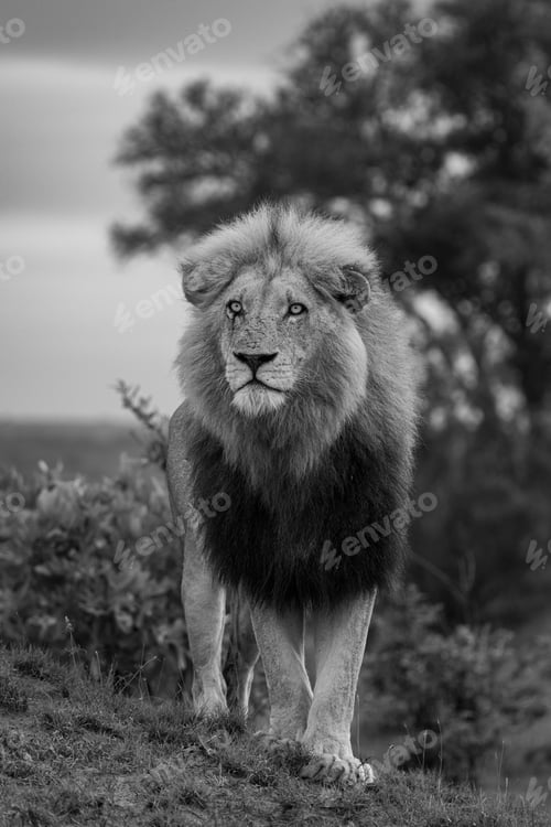 Preview: Lion, Panthera leo, Male. Black and white vertical portrait of a large male lion standing alert on a