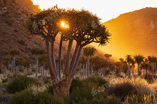Preview: Quiver Tree Forest at Sunset in Namaquland, Kamassies, trees in a sunset glow.