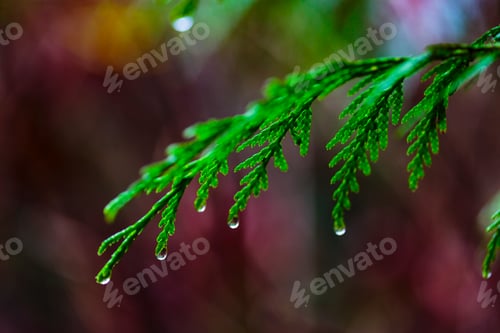 Preview: Close-up of red cedar branches, Carkeek Park, Seattle