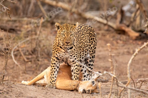 Preview: Leopard, Panthera pardus, female over impala kill.