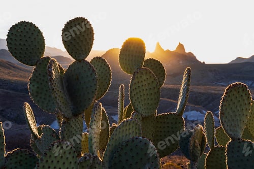 Preview: Big Bend National park, sun behind the Mule Ears cactus plants, Opuntia microdasys