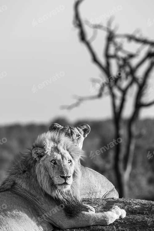 Preview: Lion, Panthera leo, female resting beside adult male, in black and white.