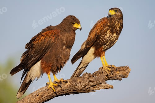 Preview: Harris's hawk, Parabuteo unicinctus, two birds perched side by side on a tree branch.