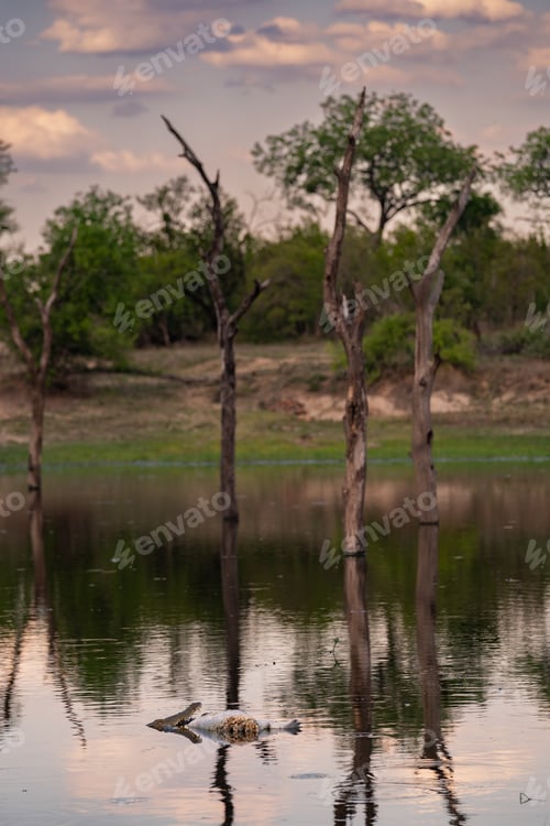 Preview: Crocodile, Crocodylus niloticus, Adult. A crocodile feeds on a carcass in a still body of water refl