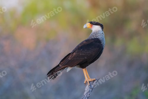 Preview: Portrait of a Juvenile Crested Caracara