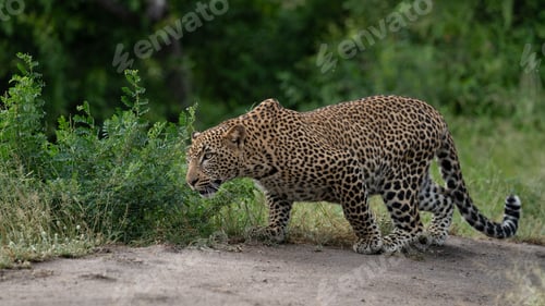 Preview: Leopard, Panthera pardus, Young Male. Crouching low in a stalking posture while walking across a dir
