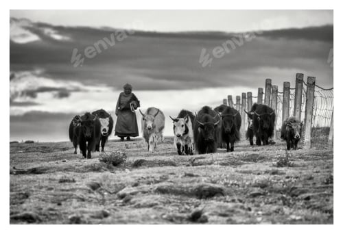 Preview: Tibetan Nomadic Woman Herding Yaks
