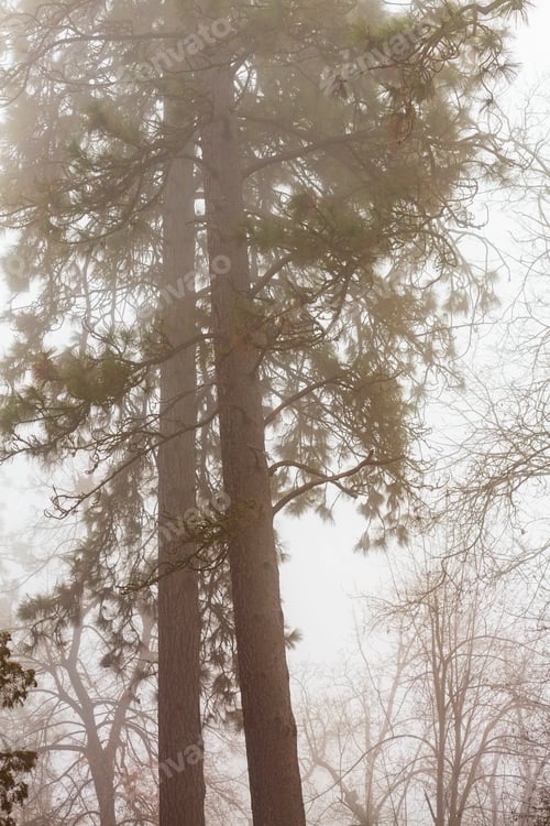 Preview: Fog drifting through