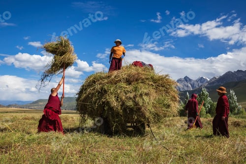Preview: Tibetan Monks from Dajin Monastery working in the fields, harvesting soy beans.