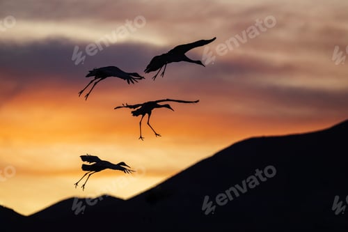 Preview: Sandhill Cranes, Antigone canadensis, four birds landing at sunset