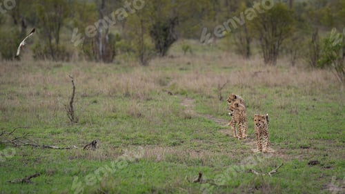 Preview: Cheetah, Acinonyx jubatus, Group. Three young cheetah cubs walk through a grassy field while a bird