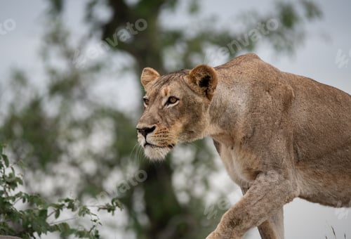 Preview: Lion, Panthera leo, Female. A lioness is captured in profile as she stalks low to the ground through