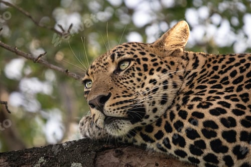 Preview: Leopard, Panthera pardus, male lying in marula tree.