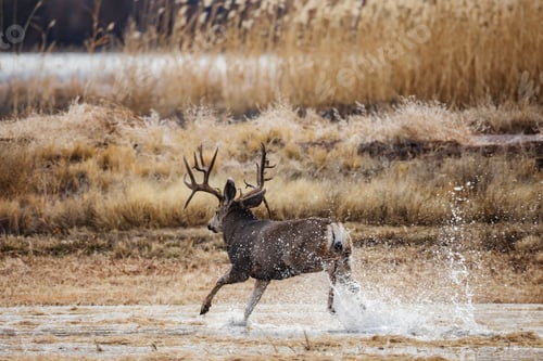Preview: Mule deer, Odocoileus hemionus, Mature Double Drop Tine Mule Deer Buck Running in Water