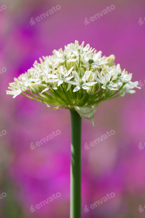 Preview: Black Garlic plant in flower, Allium Nigrum,