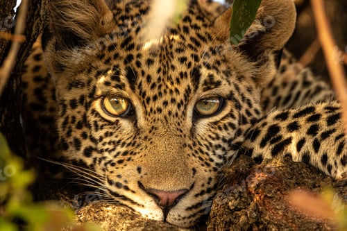 Preview: Young male leopard, Panthera pardus, close up of face.