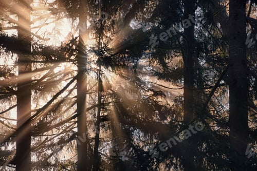 Preview: Sunburst through fog and pine tree forest, Washington, USA