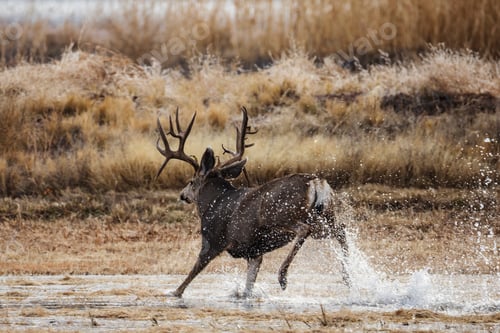 Preview: Mule deer (Odocoileus hemionus), Mature Double Drop Tine Mule Deer Buck Running in Water