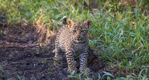 Preview: Leopard, Panthera pardus, cub standing.