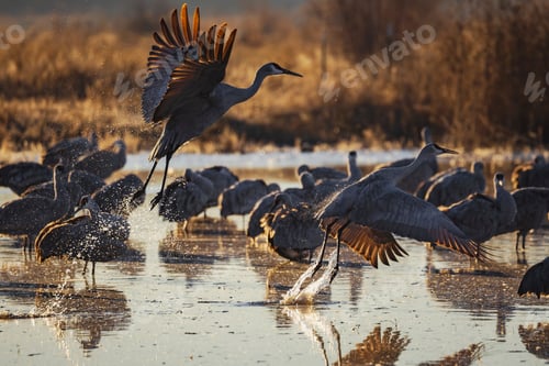 Preview: Sandhill Crane Taking off from a Roosting Pond, Ladd S Gordon Waterfowl Complex, Bernardo Waterfowl