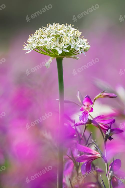 Preview: Black Garlic plant in flower, Allium Nigrum,