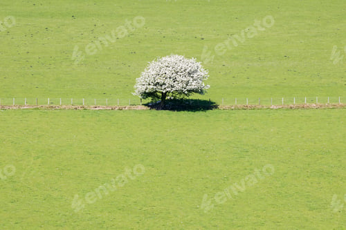 Preview: Solitary Hawthorne Tree in Blossom in green pasture.