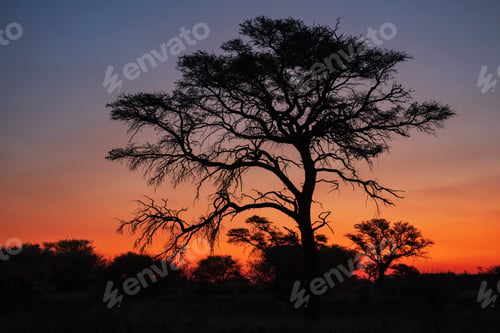Preview: Kalahari Sunset, a red glow in the sky and a silhouette of trees, Kalahari Research Center, Vanzylsr