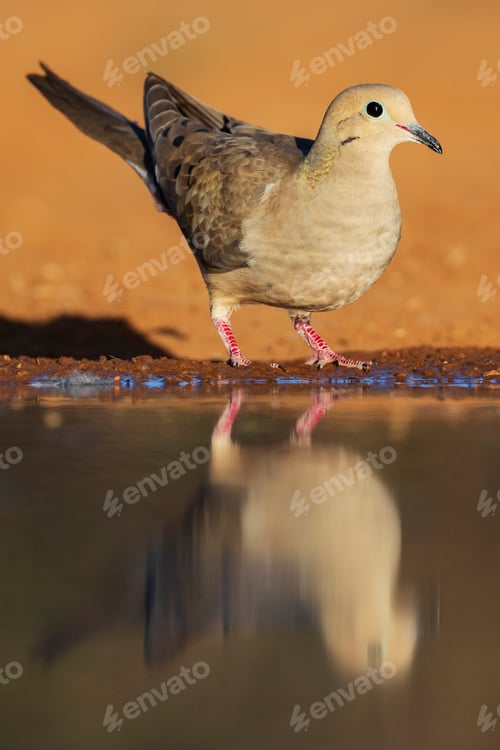 Preview: Mourning Dove at a Waterhole