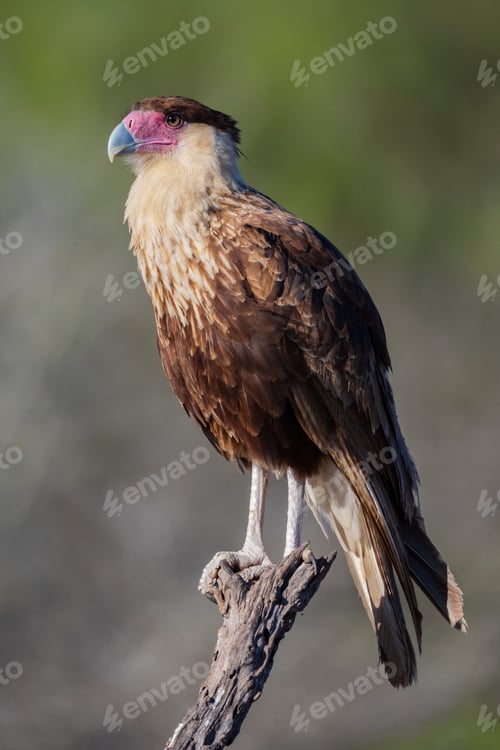 Preview: Portrait of a Juvenile Crested Caracara