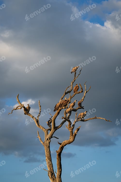 Preview: White-backed Vulture, Gyps africanus, Group. Multiple vultures perched on the bare branches of a dea
