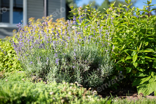 Preview: Blooming lavender flower bed in landscaped backyard garden