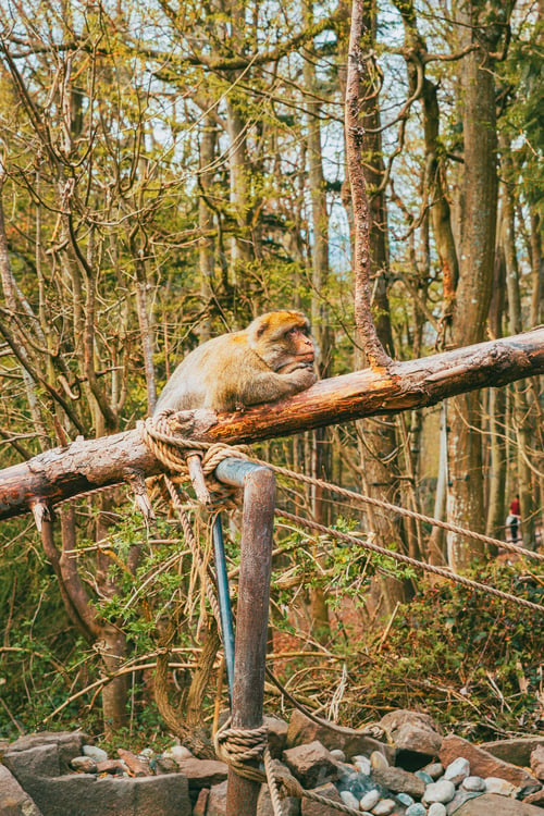 Preview: Barbary macaque in natural forest habitat at Montagne des Singes Alsace