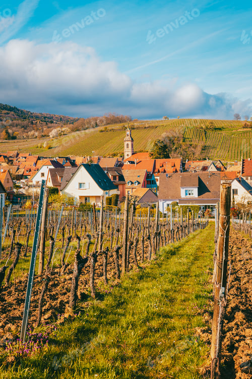 Preview: Golden Alsatian vineyard at afternoon with rows leading to the horizon
