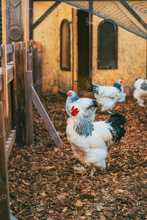 Preview: Domestic chickens in a rustic farm setting within historic Colmar