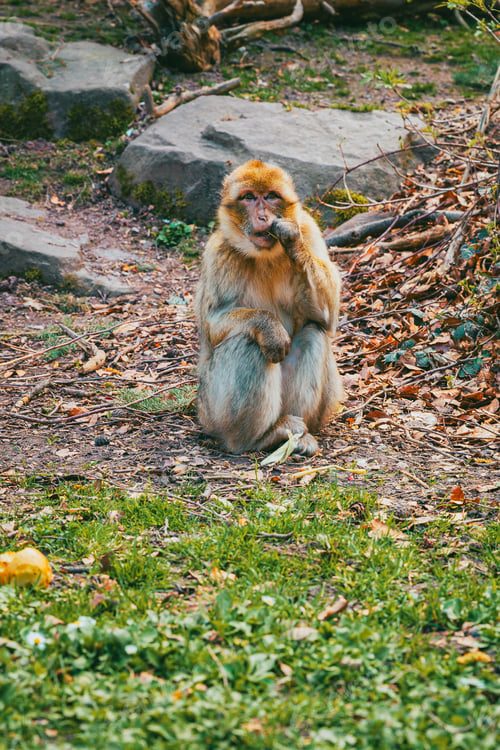 Preview: Young Barbary macaque looking curiously at camera in Alsace park at Montagne des Singes