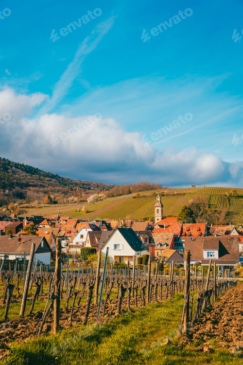 Preview: Vineyard rows with trellis system on Alsatian hillside near Riquewihr in Alsace Wine Region