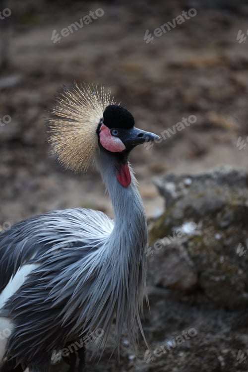 Preview: Grey Crowned Crane (Balearica regulorum) standing in a zoo enclosure with soft natural lighting