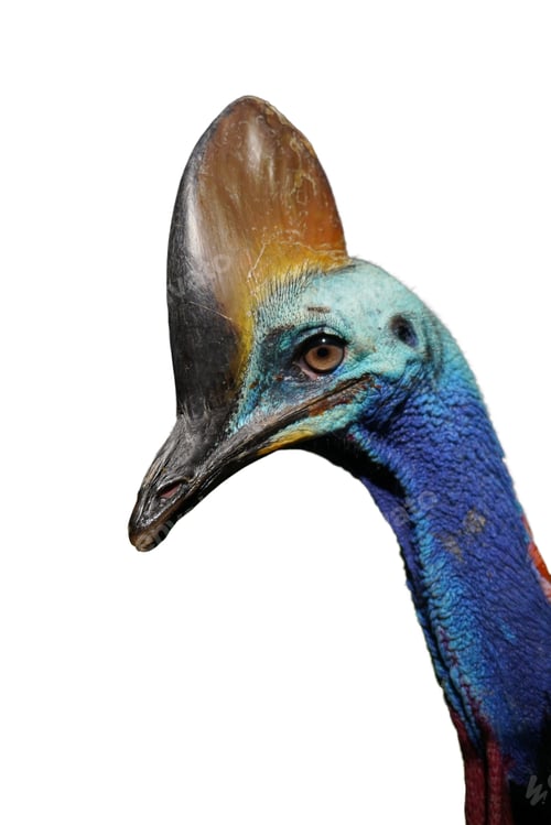 Preview: Close-up portrait of a Southern cassowary isolated
