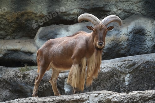 Preview: Barbary sheep (Aoudad) standing on rocky terrain looking at camera in zoo