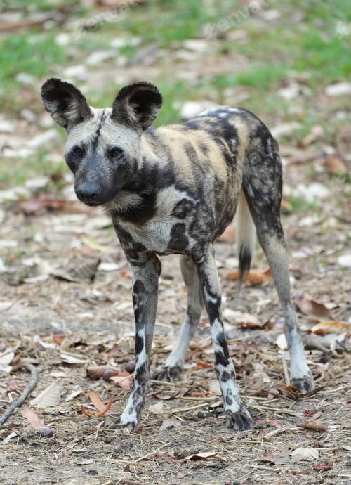 Preview: Close-up portrait of an African wild dog with large rounded ears,