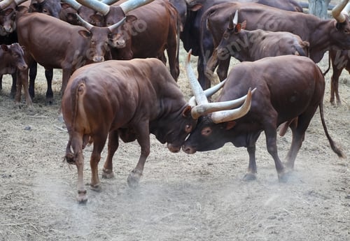 Preview: Two powerful male Ankole-Watusi bulls fighting