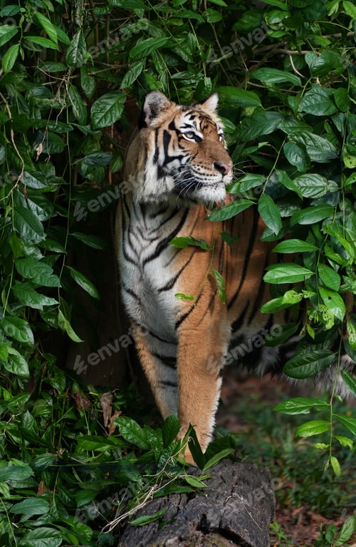 Preview: Close-up of an Indochinese tiger camouflaged and lurking in dense green bushes