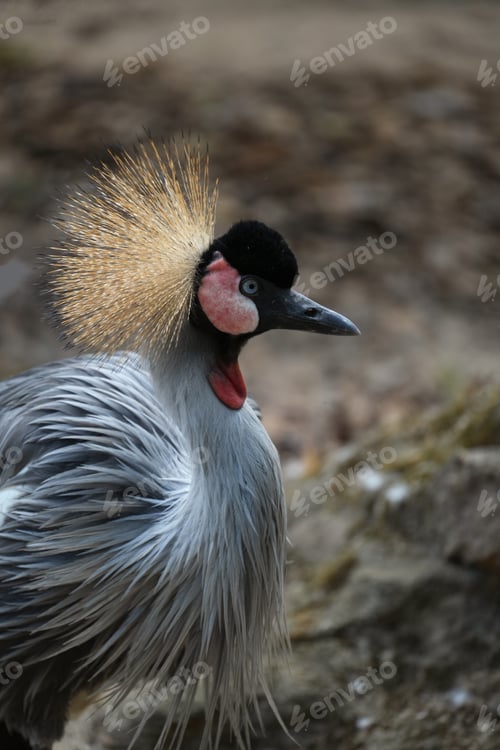Preview: Grey Crowned Crane (Balearica regulorum) standing in a zoo enclosure with soft natural lighting